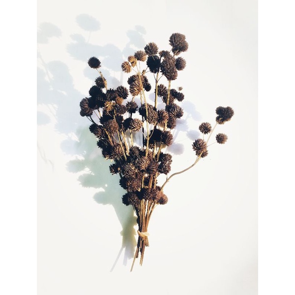 bunga pompom kering