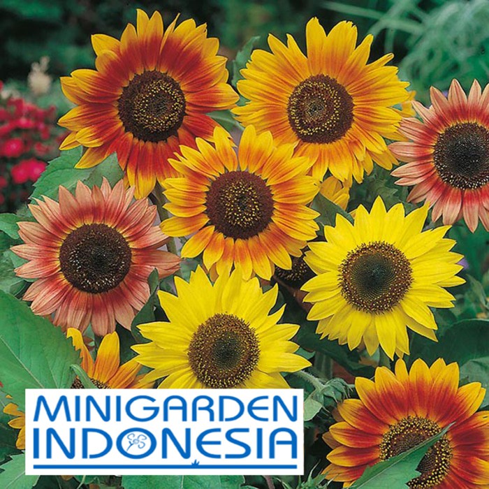 BENIH SUNFLOWER SUNBURST MIXED ECER 3 BIJI bibit bunga matahari kuning import f1 Mr. Fothergills