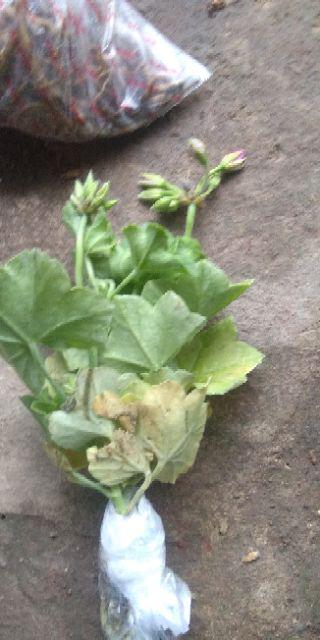 Garamalia Ataw Geranium