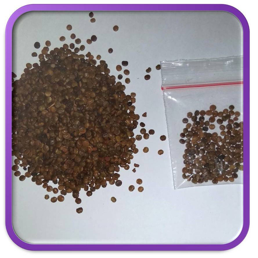 Benih/ Biji Indigofera Pilihan | Jual Benih Indigofera | Jual Biji Indigofera | Jual Indigofera 3rb