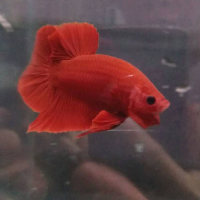 Cupang / betta PK Super Red sepasangb