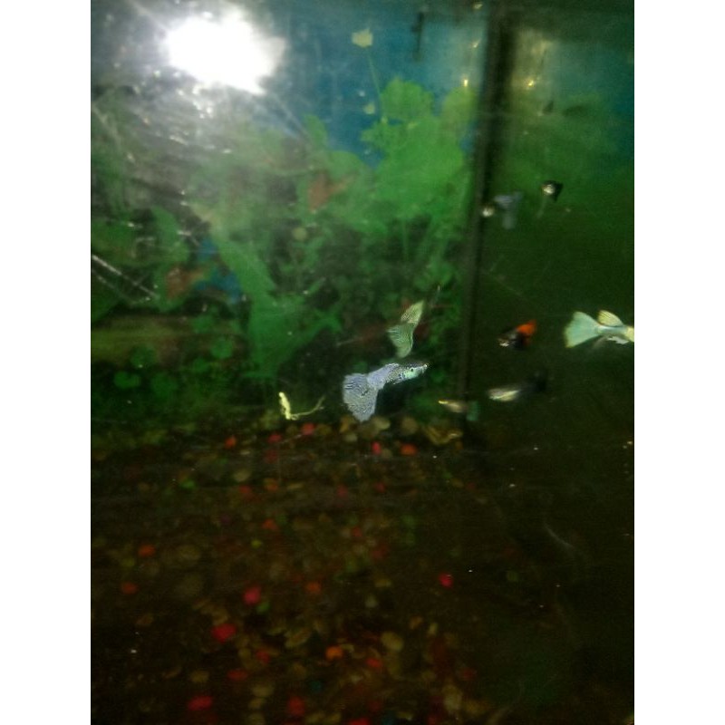 

ikAn guppy purple lace