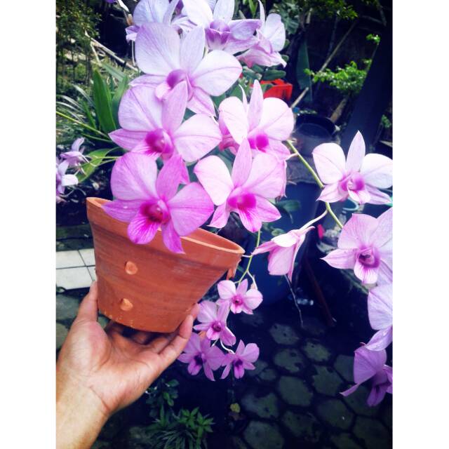 POT ANGGREK  TARAKOTA GERABAH TANAH LIAT Shopee  Indonesia