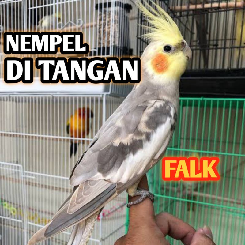 Burung Falk Parkit Australia Jinak tangan