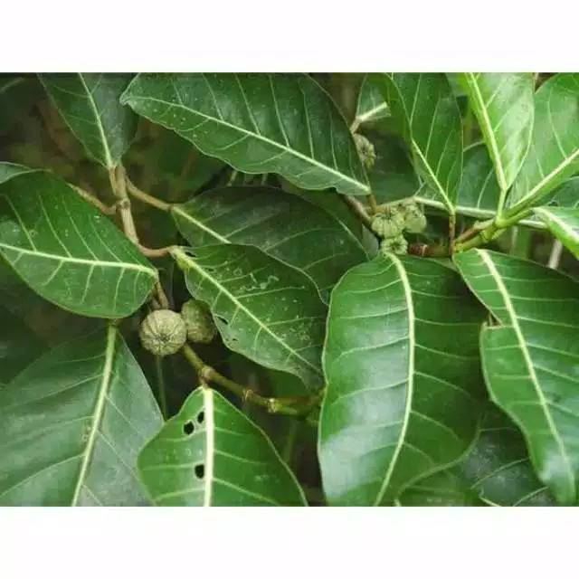 

Daun awar hijau 500 gram