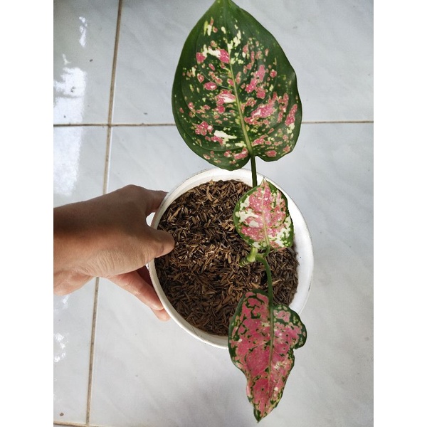 Aglonema Tricolour Realpic