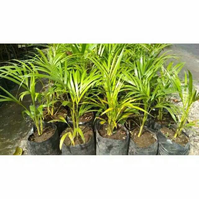 Bibit Tanaman palm palem kuning palem areka