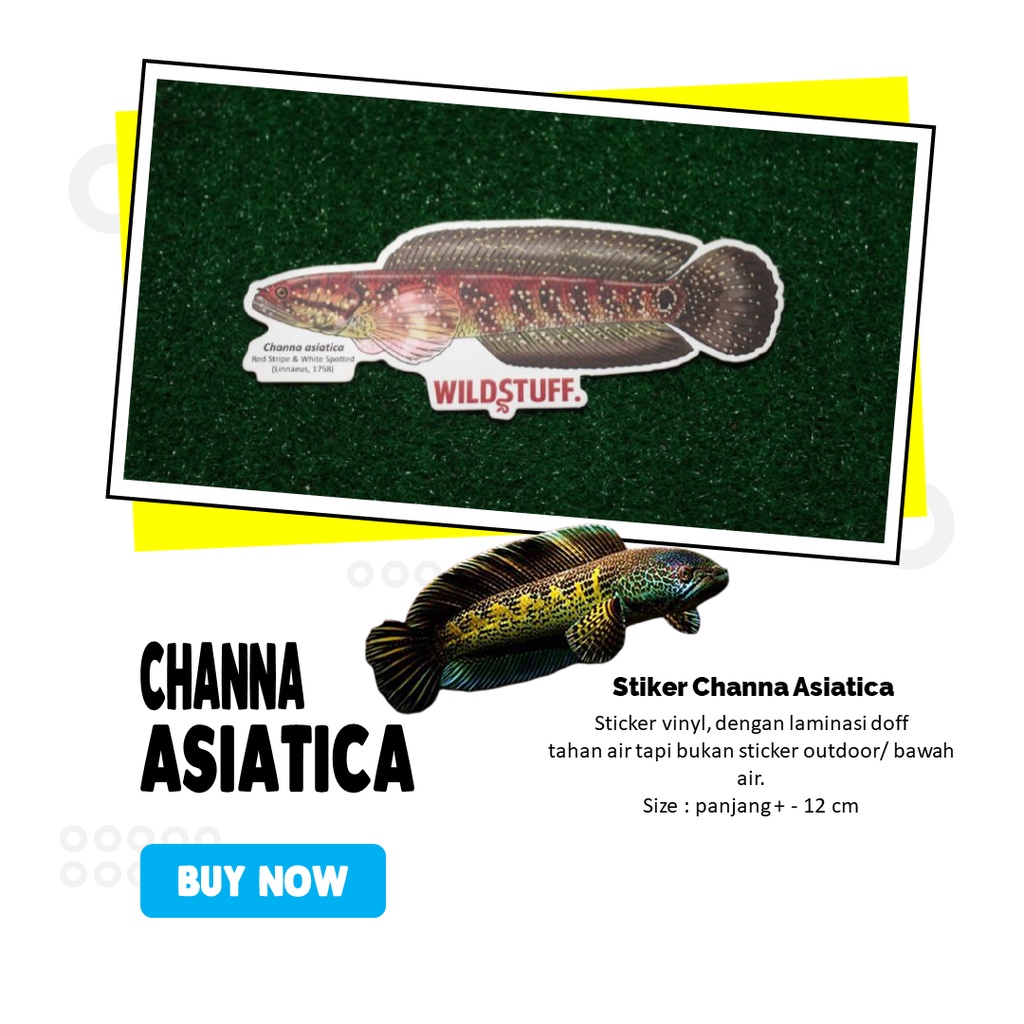 

Sticker Channa Asiatica Red Striped White Spotted