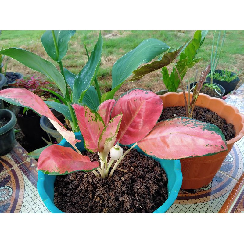 angglonema KOCIN RED - COCIN RED - AGLONEMA KOCIN   - KOCIN MUTASI ONLY ONE ( )