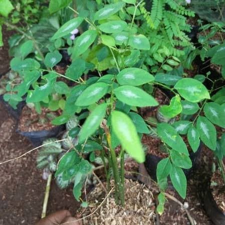 Bibit pohon katuk / daun katuk / tanaman katuk