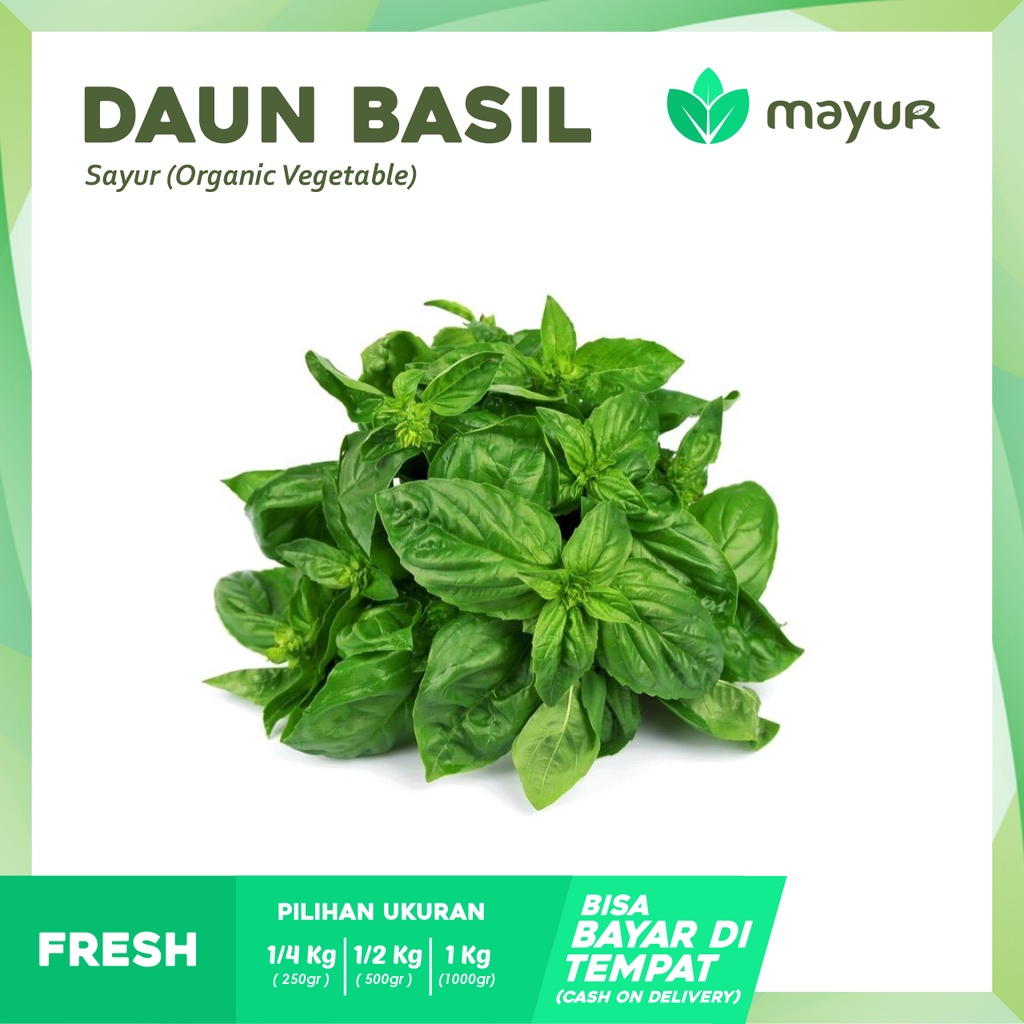 

Daun Basil Segar ( 250gr | 500gr | 1kg )