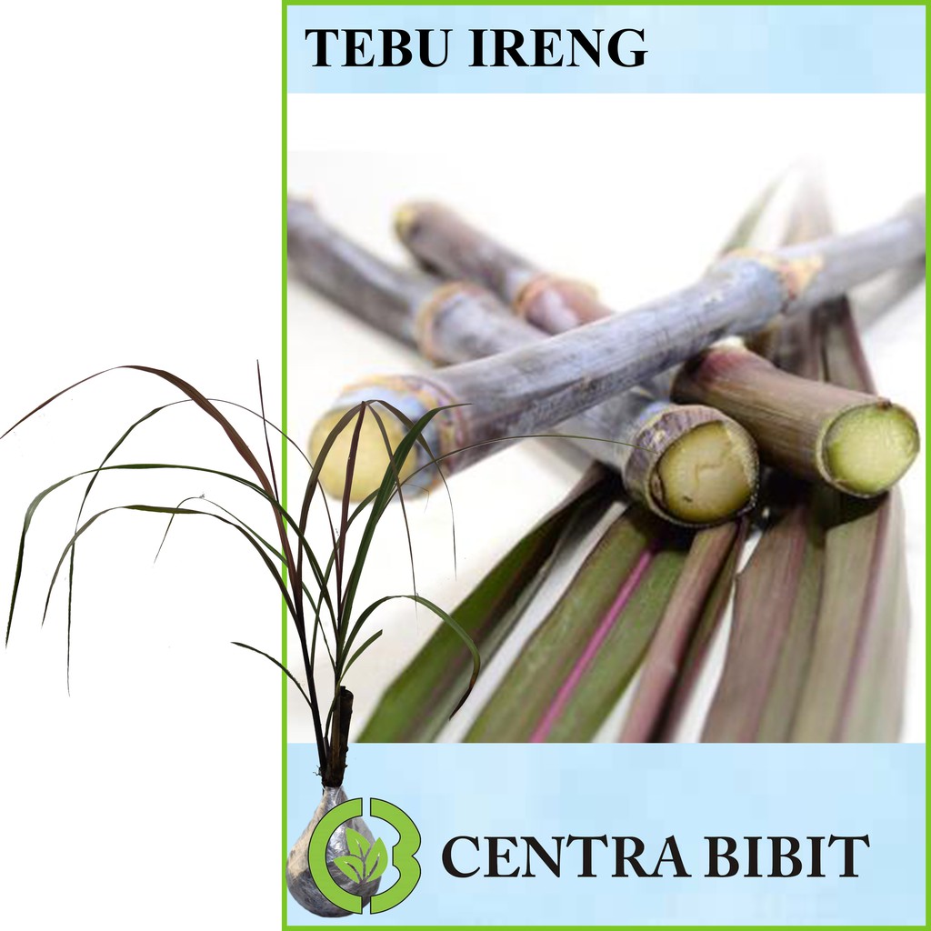 Tanaman Tebu Ireng
