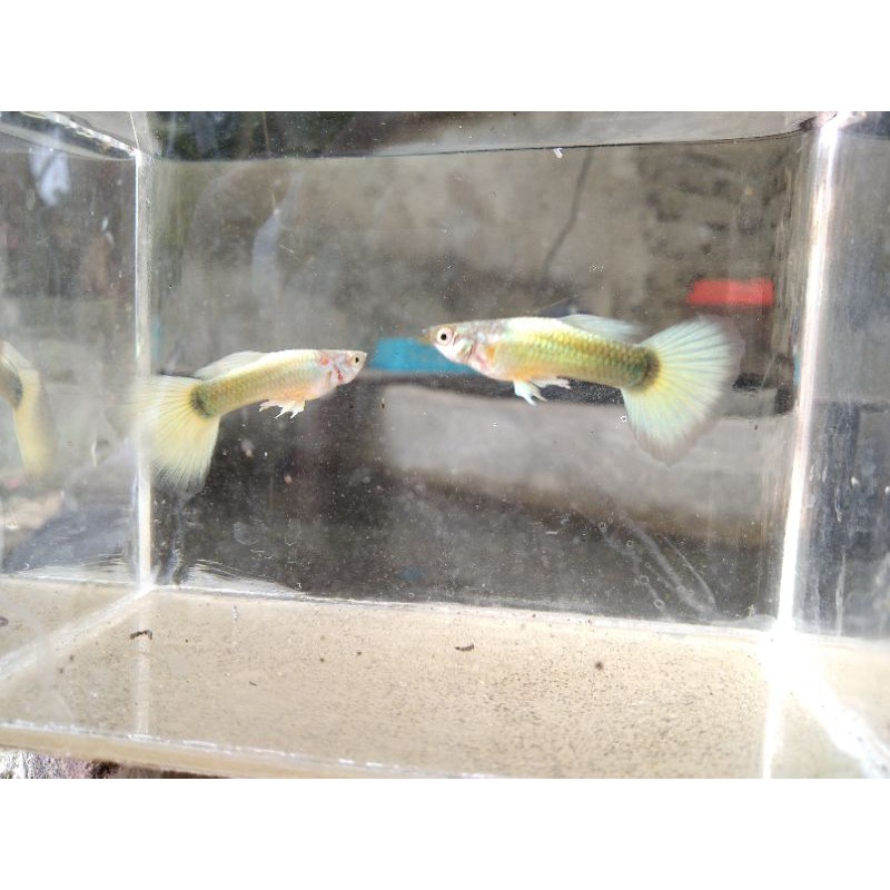 ikan guppy 2 pasang