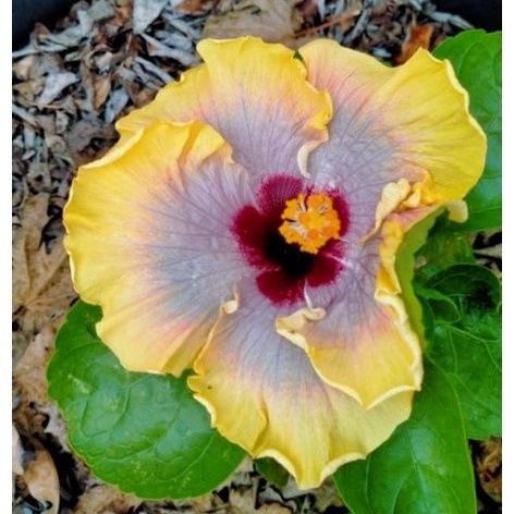 Tanaman hias Bunga Kembang SEPATU & HIBISCUS langka warna baru Nos 28