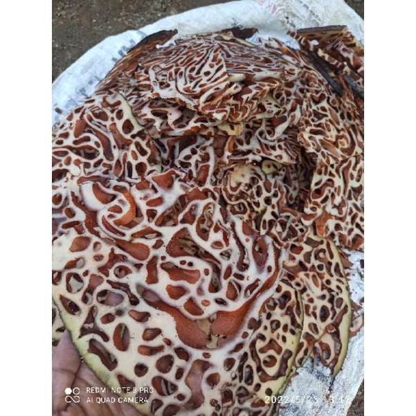 

Sarang semut papua segar asli 1 kg basah iris/belum TERBAIK