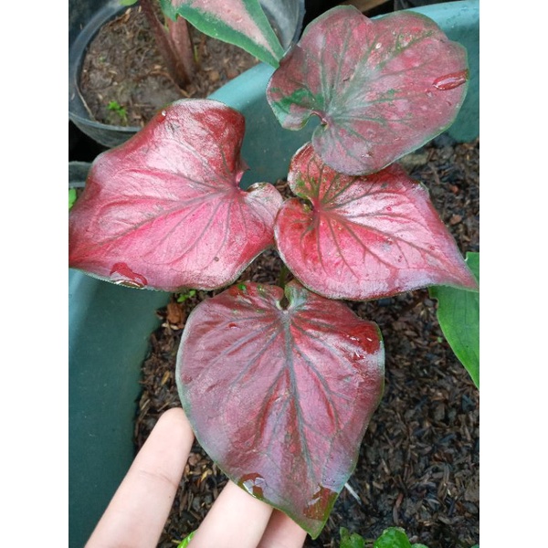 KELADI MINYAK REMAJA REALPICT / KELADI RED THAILAND ASLI / KELADI THAILAND COIL / KELADI MURAH / KEL