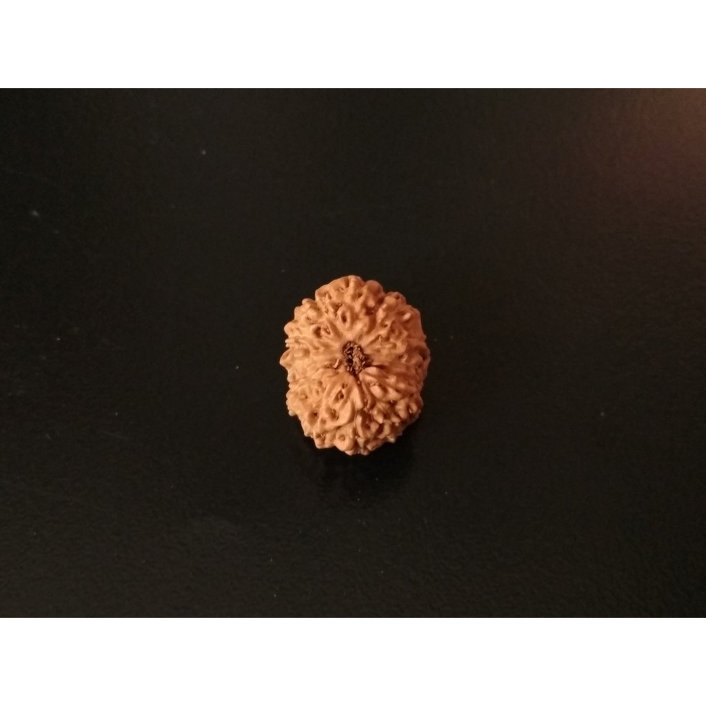 Rudraksha Mukhi 13 D16.85x13.75 Liontin Jenitri Genitri
