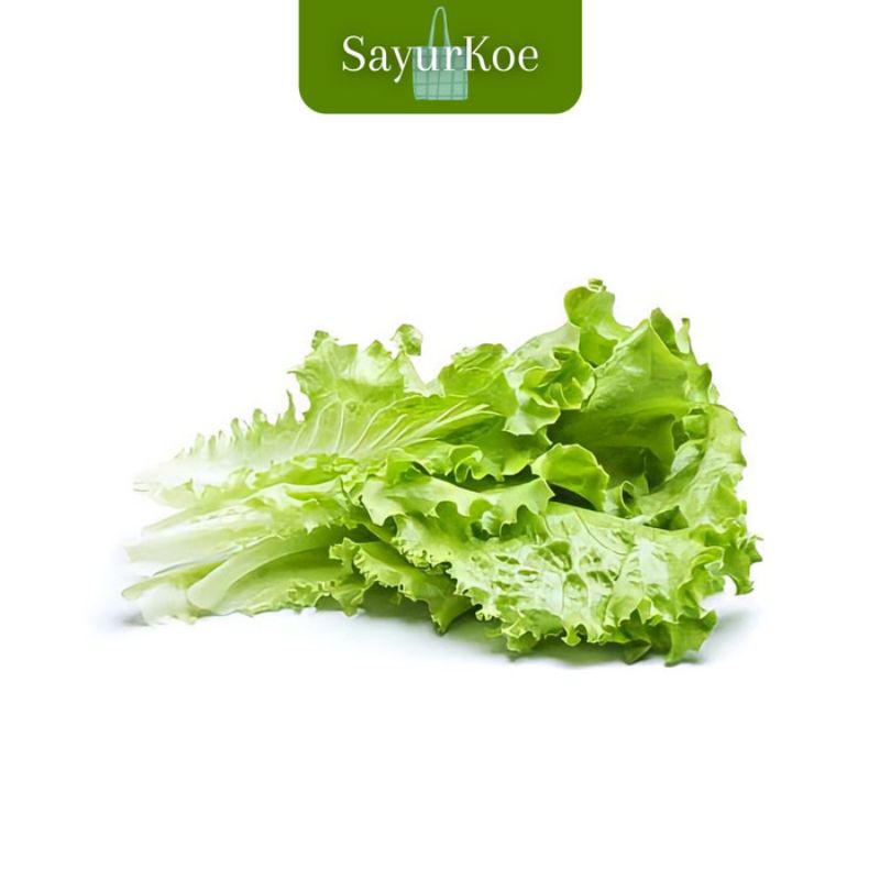 

Selada Keriting Fresh