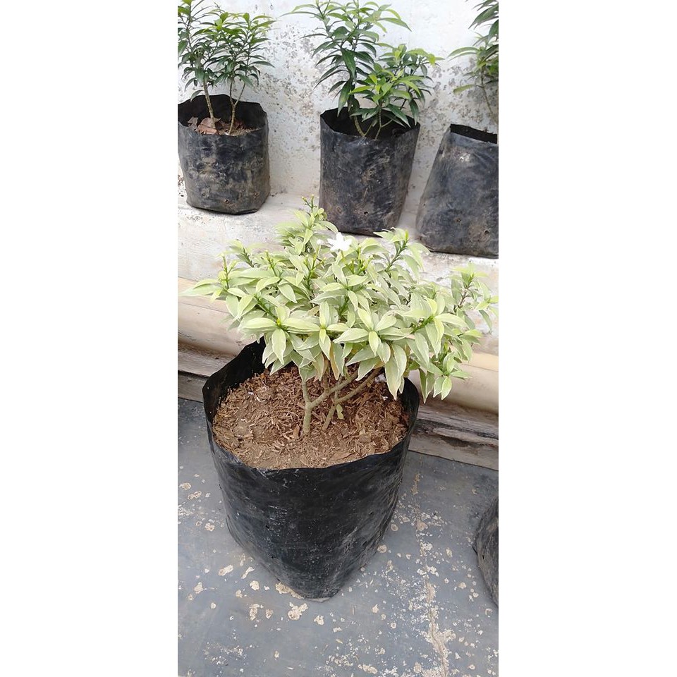 Tanaman hidup rombusa silver