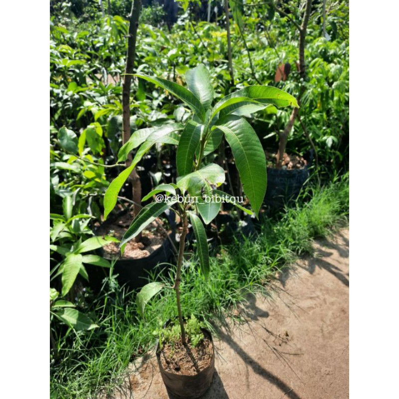 

Mangga Red Ivory Cepat Berbuah
