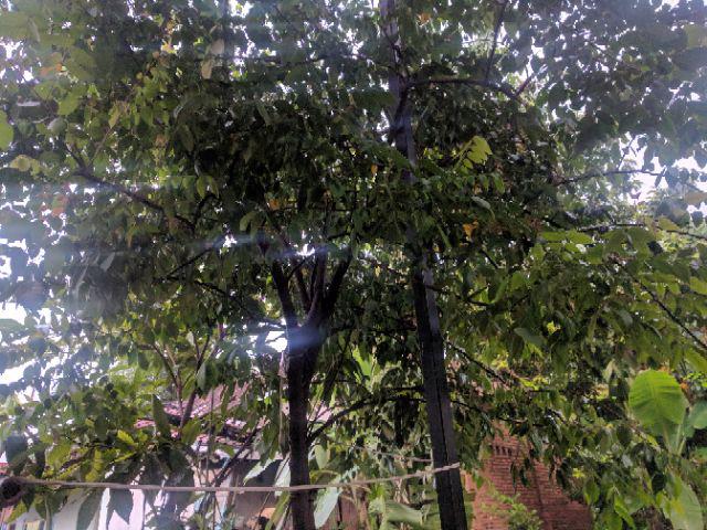 Couple Batik Gamis Pestamaura Couple - Sania Ruffle Batik Couple Ori Ndoro Jowi Dnt Garansi Termurah