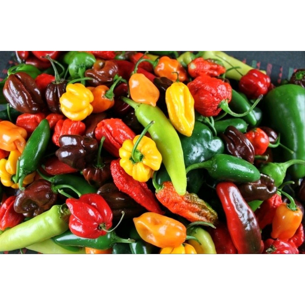 35 Benih Biji Cabe hias mix import