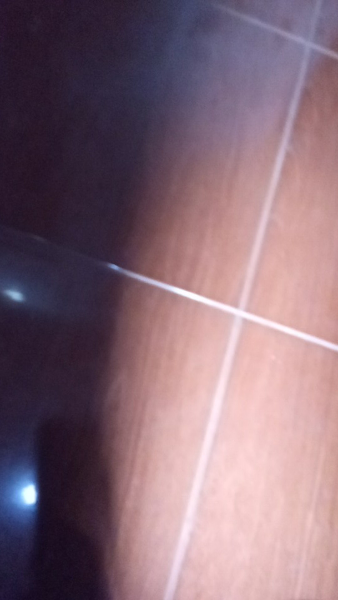 Bibit Anggur Hijau Belgia