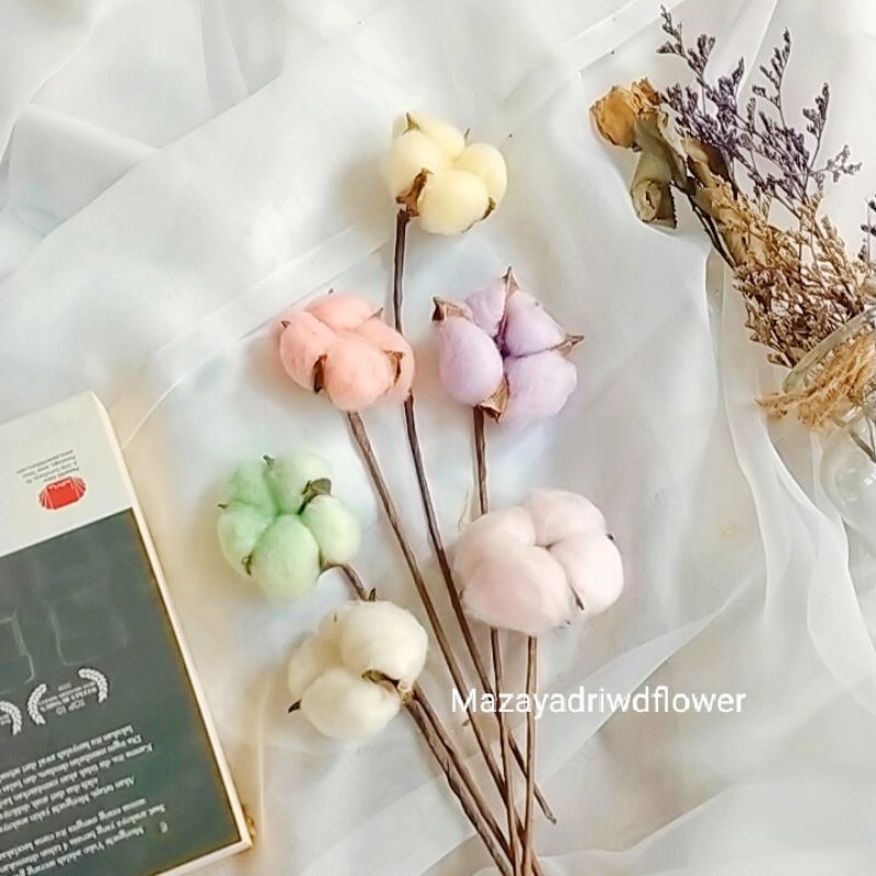 BUNGA KAPAS COTTON DRIED FLOWER BUNGA KERING