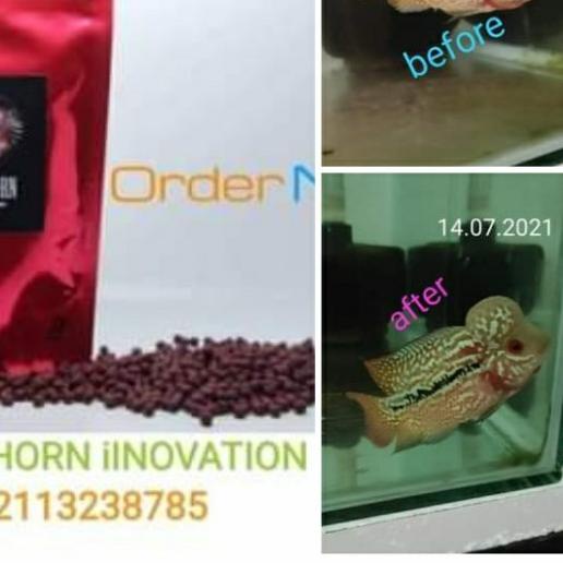 SUPER RED J3 Flowerhorn ( pelet louhan) - M