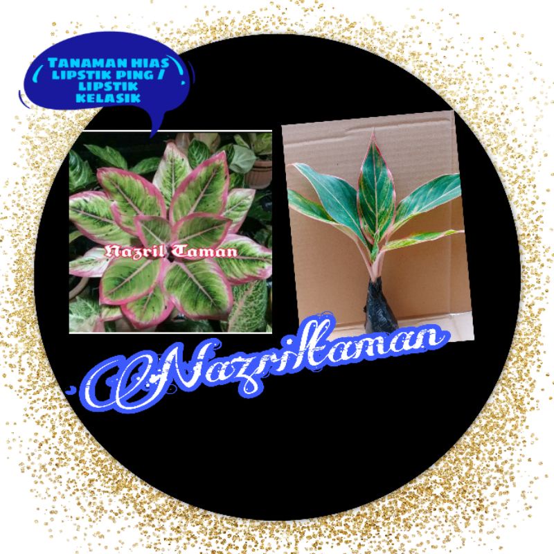 Tanaman hias Aglonema Lipstik Classic-Lotus Kw