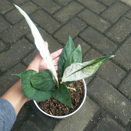 Peace Lily Variegata
