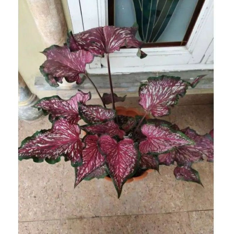 umbi caladium lance whorton
