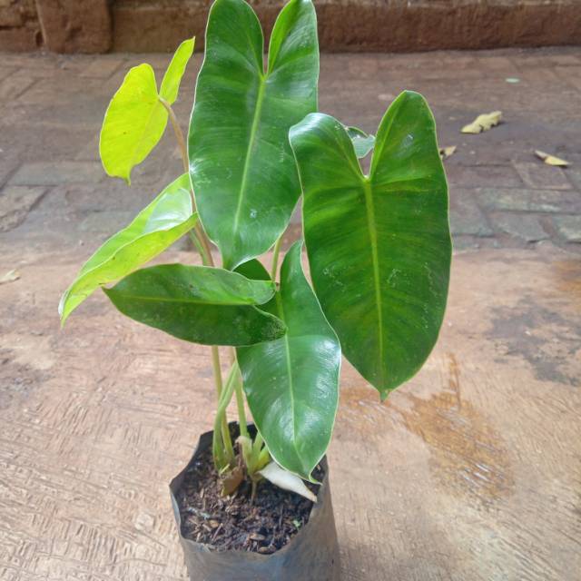 Tanaman Philo brekele/tanaman hias brekele