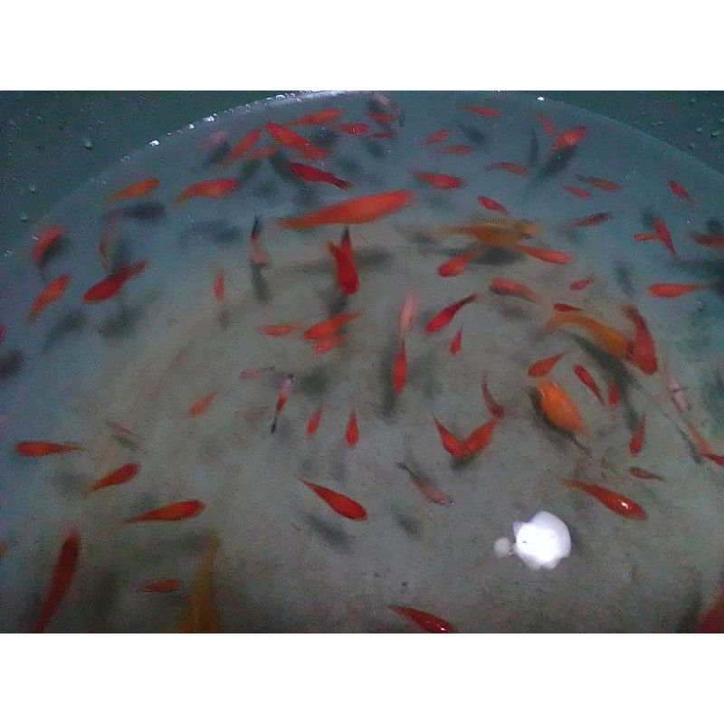 

ikan hian red platy