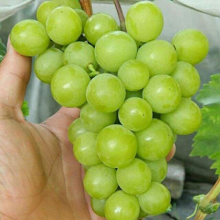 

Anggur Import Superior Seedless