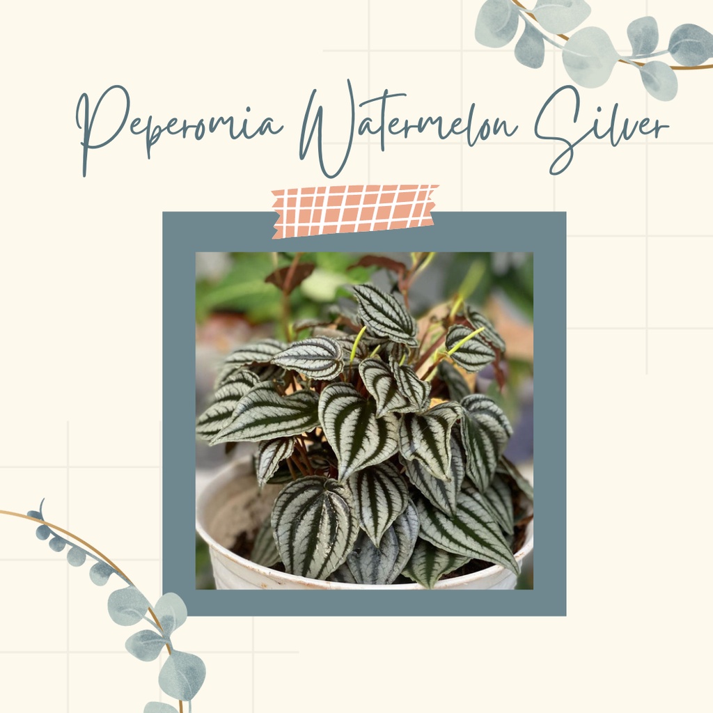 Tanaman Hias Peperomia Watermelon Silver Bunga Peperomia Silver