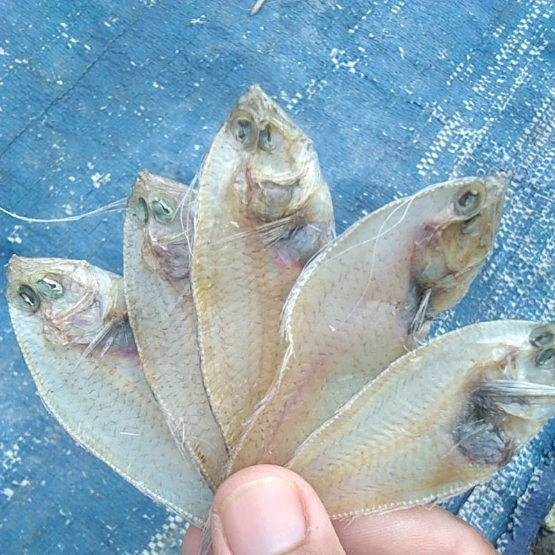 

Ikan lendra pendek kering tawar 500 gram murah enak