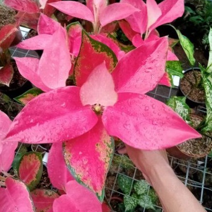 Aglonema pink Majesty Spesial Daun 8-9-10++