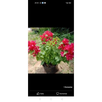 Bougenville impor ekor musang merah