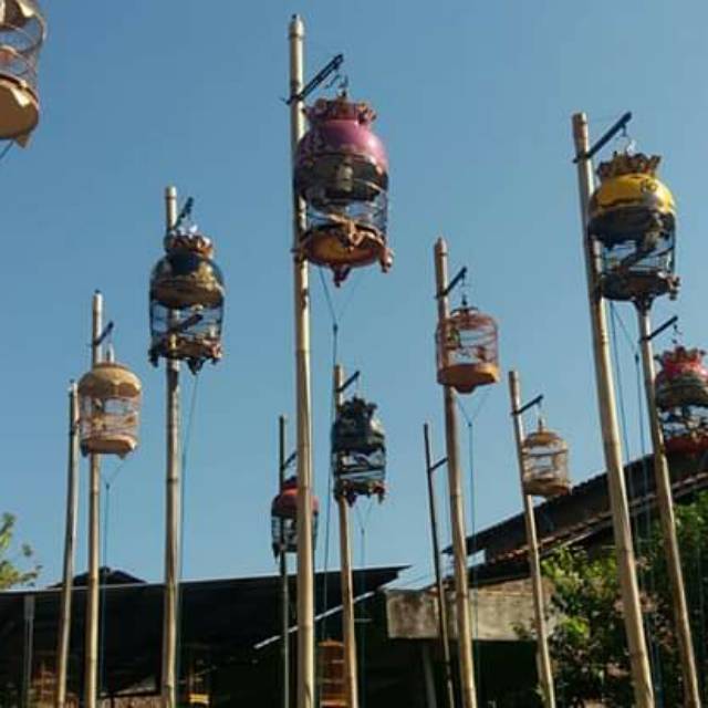 Kerekan buat perkutut