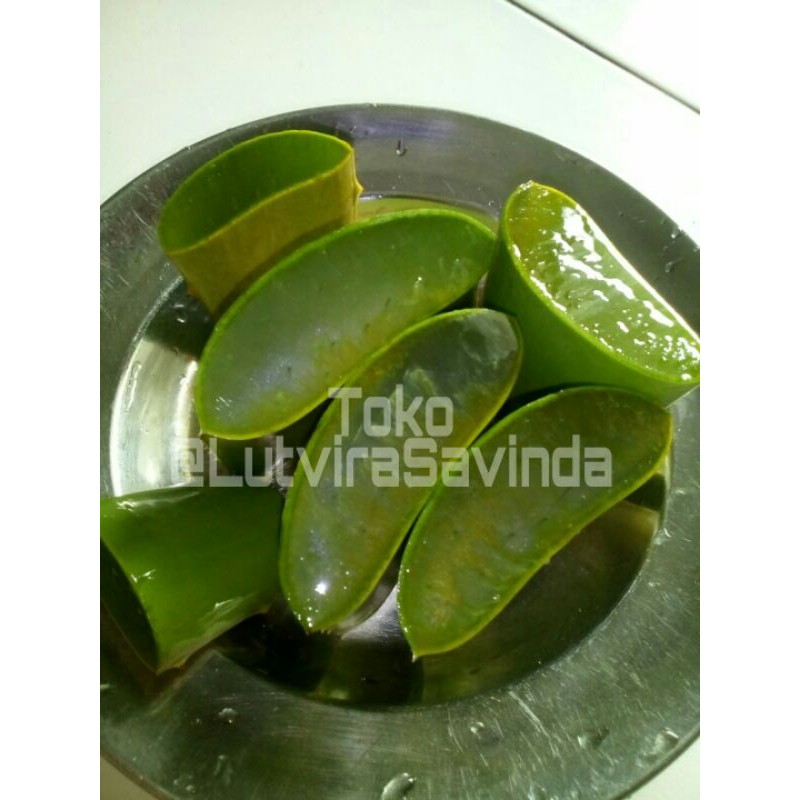 Kelopak Lidah buaya aloevera jumbo / 1 kg
