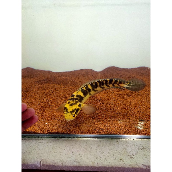 

Channa Maru Yellow Sentarum full cabung rawatan lama 14-16cm