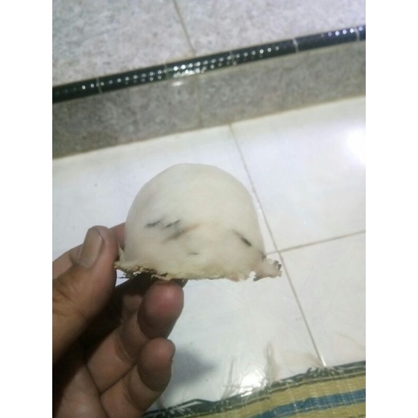 

sarang burung walet sobang