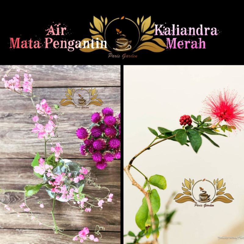 PAKET BUNGA KALIANDRA MERAH - BUNGA AIR MATA PENGANTIN - BIBIT KALIANDRA LUSIANA AIR MATA PENGANTIN