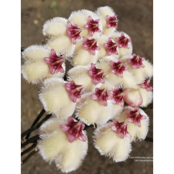 Hoya Imbricata | Tanaman Hoya | Hoya Murah | Hoya Plant | Hoya Bunga Cantik