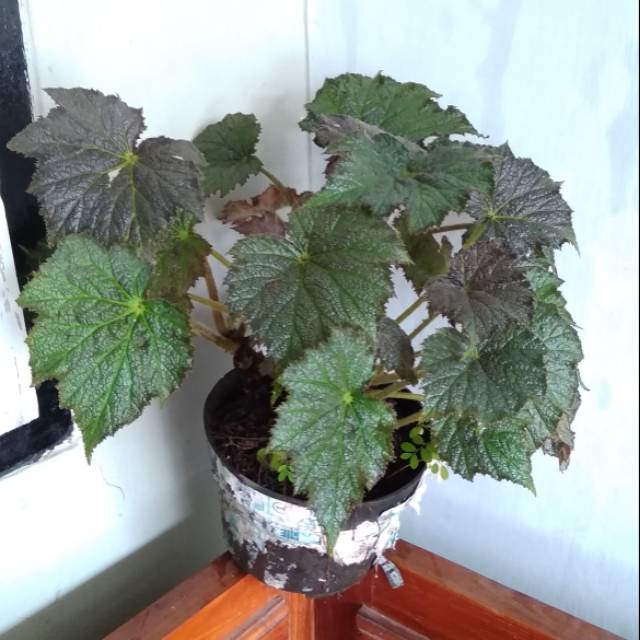 Begonia green hamda
