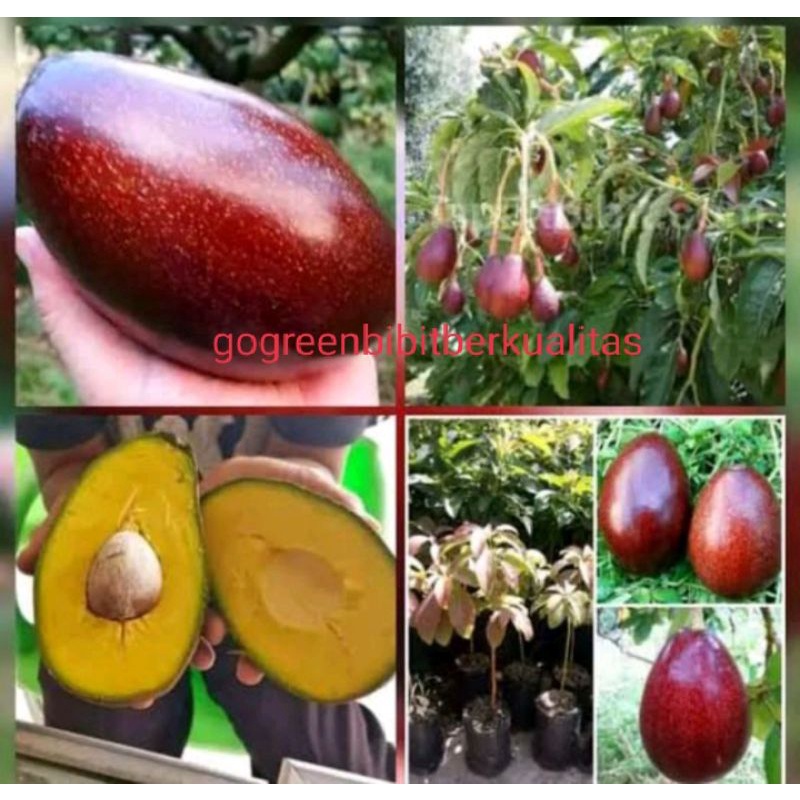 Paket 2 bibit alpukat red vietnam terlaris bisa cod