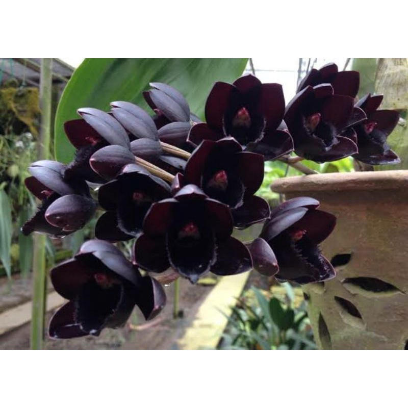 Anggrek Catasetum After Dark Dewasa | Fdk Blackpearl
