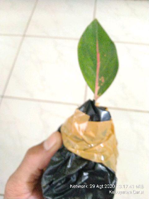 Suksom Jaipong Anakan/suksom Jaipong Bonggolan 2~3 Helai