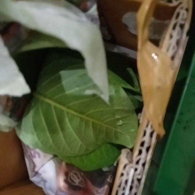 Promo Bibit Jambu Kristal, Bibit Tanaman Buah Jambu Kristal Okulasi
